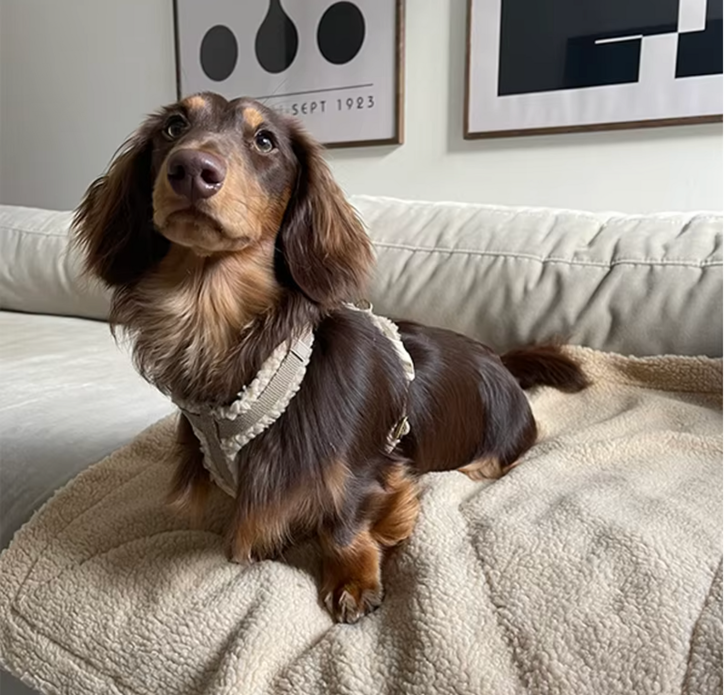 ZootoTrack Flausch Geschirr